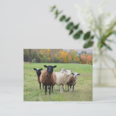 Vermont Sheep in het najaar Briefkaart (Staand voorkant)