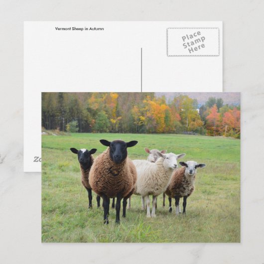 Vermont Sheep in het najaar Briefkaart (Voorkant / Achterkant)