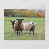 Vermont Sheep in het najaar Briefkaart (Voorkant)