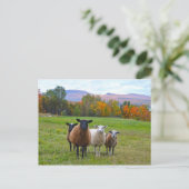 Vermont Sheep in het najaar Briefkaart (Staand voorkant)