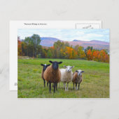 Vermont Sheep in het najaar Briefkaart (Voorkant / Achterkant)