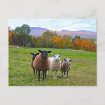 Vermont Sheep in het najaar