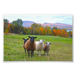 Vermont Sheep in het najaar Foto Afdruk