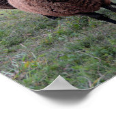 Vermont Sheep Welcoming Committee Poster (Hoek)