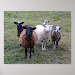 Vermont Sheep Welcoming Committee Poster