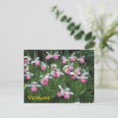 Vermont Showy Lady's Slipper-kolonie Briefkaart (Staand voorkant)