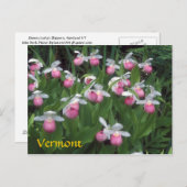 Vermont Showy Lady's Slipper-kolonie Briefkaart (Voorkant / Achterkant)