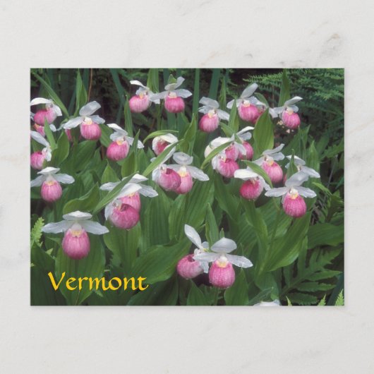 Vermont Showy Lady's Slipper-kolonie Briefkaart (Voorkant)