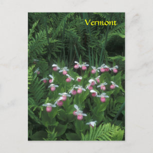 Vermont Showy Lady's Slippers in Ferns Briefkaart