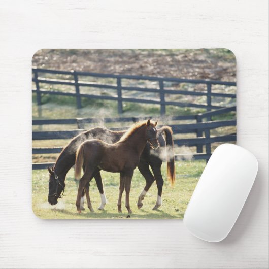 Vermont, Verenigde Staten Muismat (Met muis)