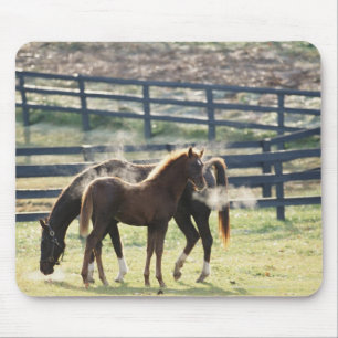 Vermont, Verenigde Staten Muismat