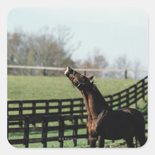 Vermont, VS 2 Vierkante Sticker