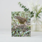 Vero Bird Photo Briefkaart (Staand voorkant)