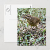 Vero Bird Photo Briefkaart (Voorkant / Achterkant)