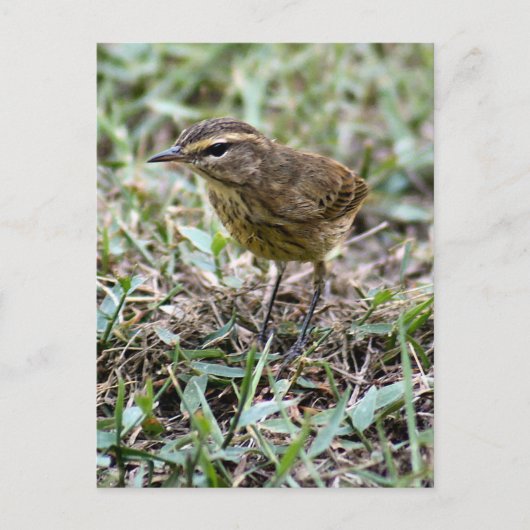 Vero Bird Photo Briefkaart (Voorkant)