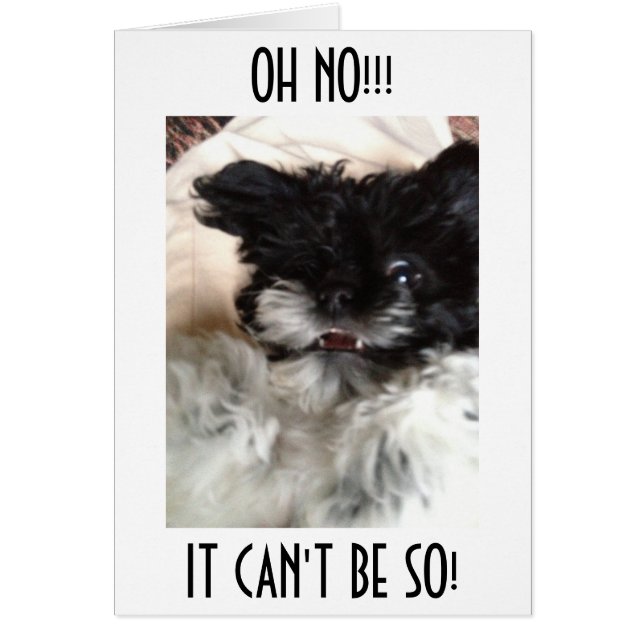 VEROORDEELDE HAVANESE KAN NIET BEHOOREN DAT JE "40 (Voorkant)