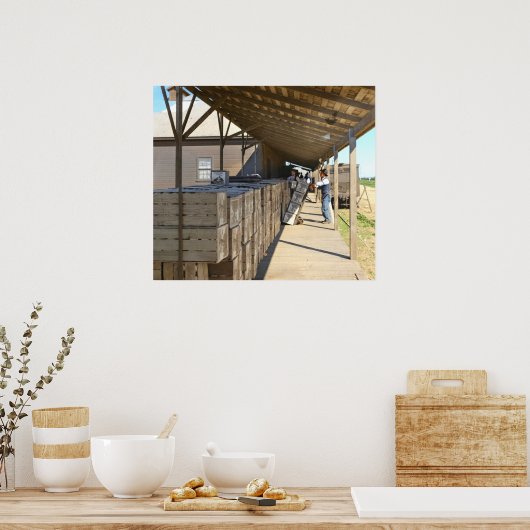 Verpakking Shed Voor Verzending Sinaasappels Ontar Poster (Keuken)