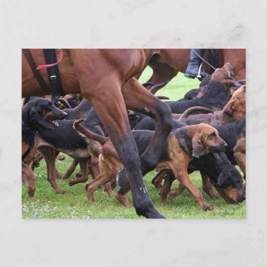 verpakking van bloedhonden briefkaart (Voorkant)