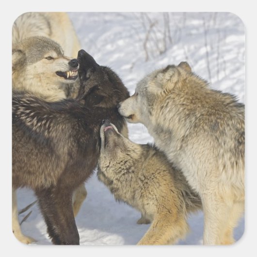 Verpakking van de interactie tussen wolven vierkante sticker (Voorkant)