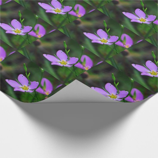 Verpakking van papier Wilde bloem Sabatia in Laven (Hoek)