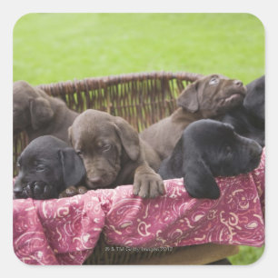Verpakking van puppies voor het ophalen van labrad vierkante sticker