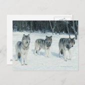 Verpakking van wolven aan de rand van het sneeuwbo briefkaart (Voorkant / Achterkant)