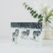 Verpakking van wolven aan de rand van het sneeuwbo briefkaart (Staand voorkant)