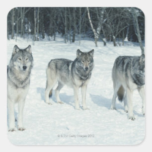 Verpakking van wolven aan de rand van het sneeuwbo vierkante sticker