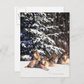 Verpakking van wolven in de winter briefkaart (Voorkant / Achterkant)