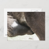 Verpleegkunde Mini Veulen Briefkaart (Voorkant / Achterkant)