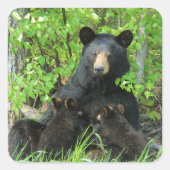 Verpleegzwart Beer en dubbele kubussen Vierkante Sticker (Voorkant)