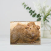 Verrassd Briefkaart van cavia's (Staand voorkant)