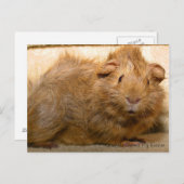 Verrassd Briefkaart van cavia's (Voorkant / Achterkant)