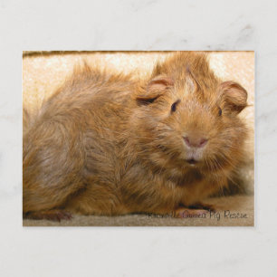 Verrassd Briefkaart van cavia's
