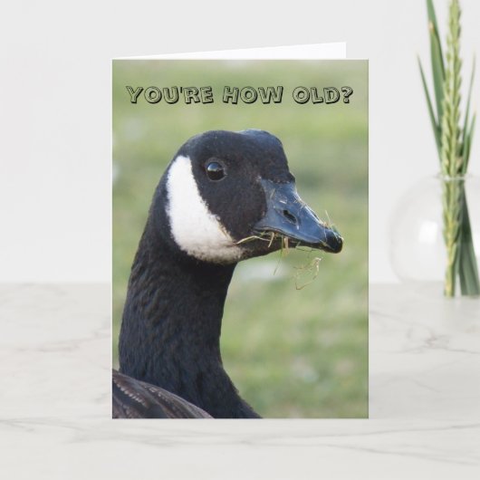 Verrassde Canada Goose Photo Birthday Kaart (Voorkant)