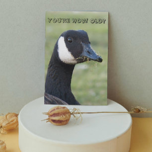 Verrassde Canada Goose Photo Birthday Kaart