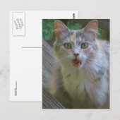 Verrassde kat briefkaart (Voorkant / Achterkant)