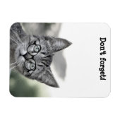 Verrassde kat met bril Magnet Magneet (Horizontaal)