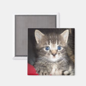 Verrassde Kitten Magnet (Voorkant / Achterkant)