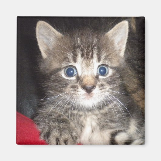 Verrassde Kitten Magnet (Voorkant)