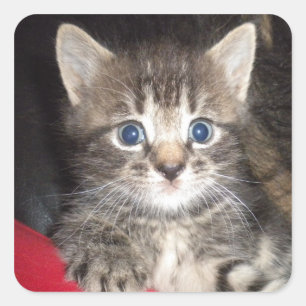 Verrassde Kitten stickers