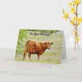 Verrassde koe op zoek naar een Kaart van afgelopen (Gele Bloem)