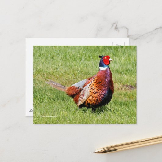 Verrassde Ring-Necked Pheasant in Grass Briefkaart (Voorkant / Achterkant in situ)
