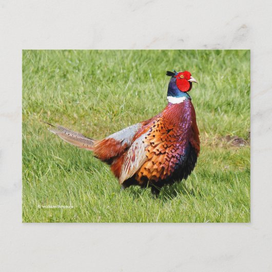 Verrassde Ring-Necked Pheasant in Grass Briefkaart (Voorkant)