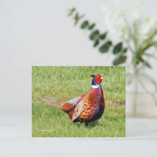 Verrassde Ring-Necked Pheasant in Grass Briefkaart (Staand voorkant)