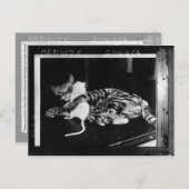 Verrassend vriendschap - Cat Minnie en Mike Mouse Briefkaart (Voorkant / Achterkant)