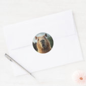 Verrassende Capybara close-up Ronde Sticker (Envelop)