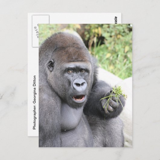 Verrassende gorilla briefkaart (Voorkant / Achterkant)
