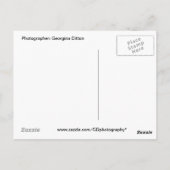 Verrassende gorilla briefkaart (Achterkant)