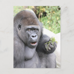 Verrassende gorilla briefkaart